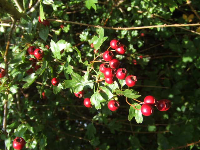 Autumn Berries