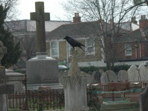 Crow in the Cemetery