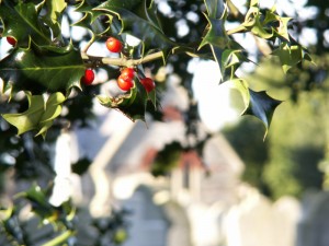 Holly in the Cemetery