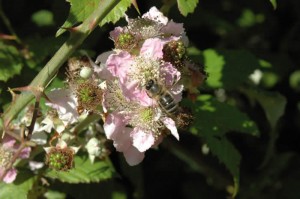 Bee on bramble flower