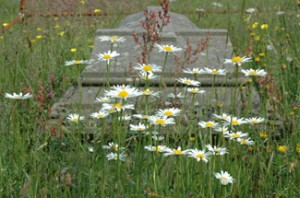 Daisies and Grasses