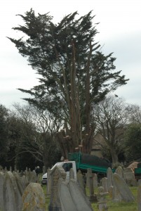 Cypress tree 2 April 2016