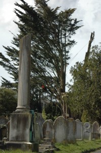 Cypress tree 3 April 2016