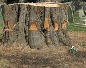 Cypress tree 4 April 2016