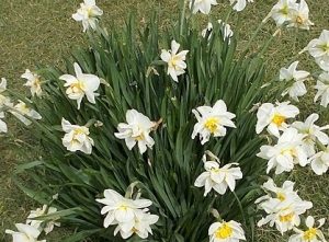 Daffodils (2) April 2016